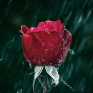 مایکل اورتگا آخرین خاطره مایکل اورتگا آخرین خاطره